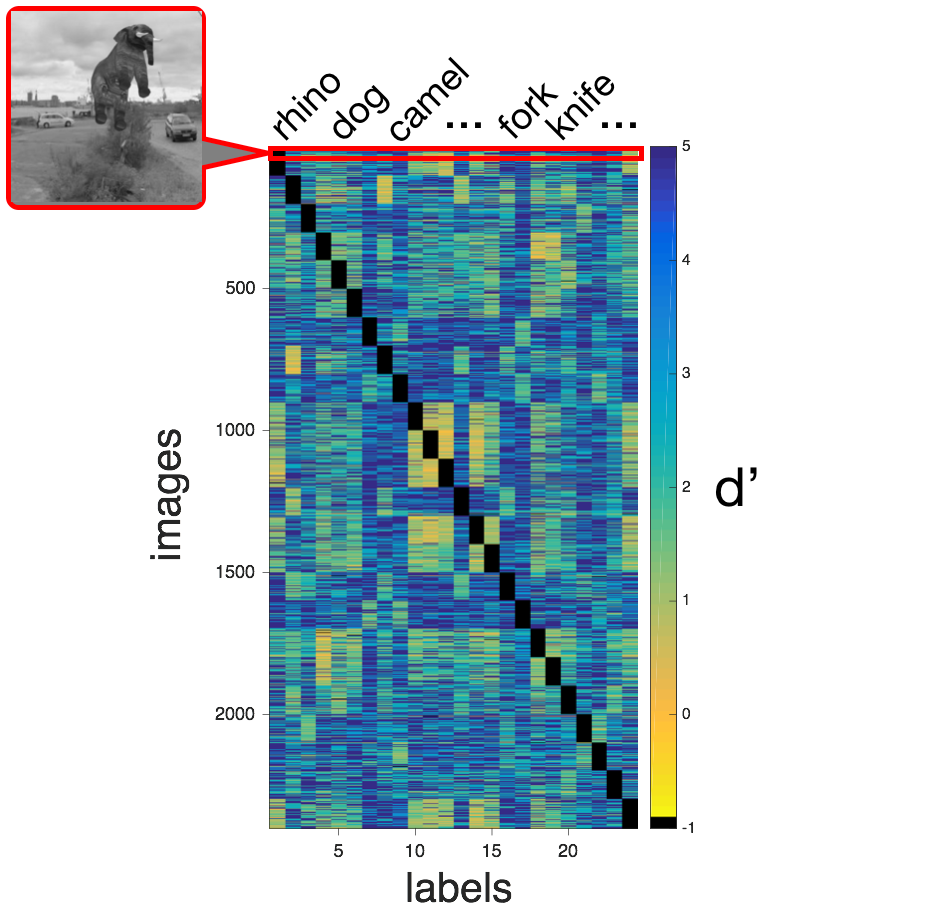 Image-level confusion matrix during object recognition task